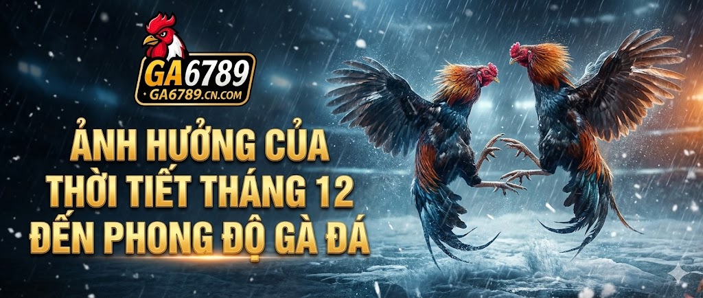 Ảnh hưởng của thời tiết tháng 12 đến phong độ gà đá 2 anh-huong-cua-thoi-tiet-thang-12-den-phong-do-ga-da