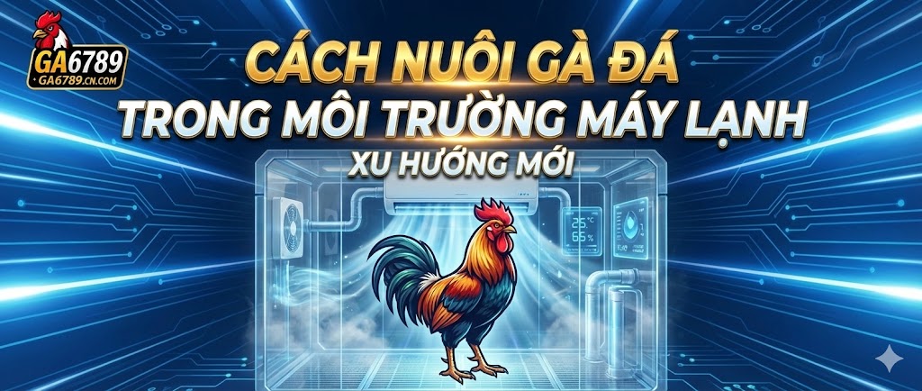Cách nuôi gà đá trong môi trường máy lạnh - Xu hướng mới 2 cach-nuoi-ga-da-trong-moi-truong-may-lanh-xu-huong-moi