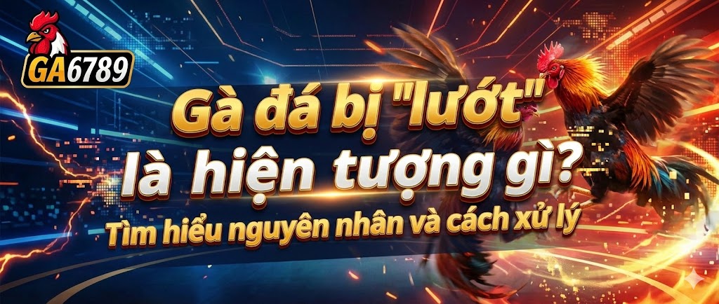 Gà đá bị "lướt" là hiện tượng gì? Cách khắc phục hiệu quả 2 ga-da-bi-luot-la-hien-tuong-gi