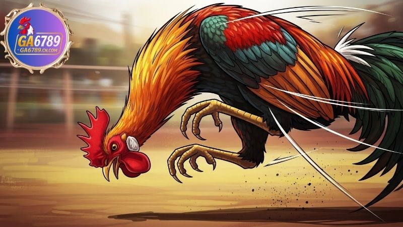 Gà Tứ Mi - Loài Gà Đặc Sắc Với Năng Lực Phi Thường 4 ga-tu-mi