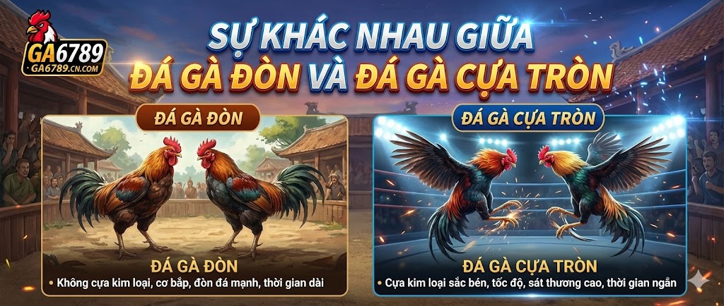 Sự khác nhau giữa đá gà đòn và đá gà cựa tròn chi tiết nhất 2 su-khac-nhau-giua-da-ga-don-va-da-ga-cua-tron