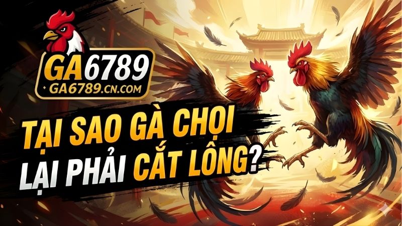 Tại sao gà chọi lại phải cắt lông? Kỹ thuật và lợi ích 2 tai-sao-ga-choi-lai-phai-cat-long
