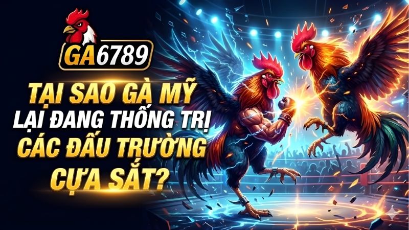 Tại sao gà Mỹ lại đang thống trị các đấu trường cựa sắt? 2 tai-sao-ga-my-lai-dang-thong-tri-cac-dau-truong-cua-sat