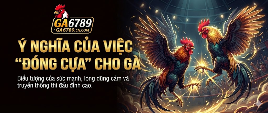Ý nghĩa của việc đóng cựa cho gà và kỹ thuật sư kê 2 y-nghia-cua-viec-dong-cua-cho-ga